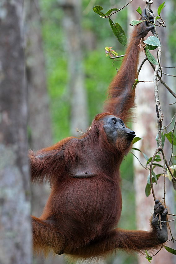 11 06 14Borneo000543