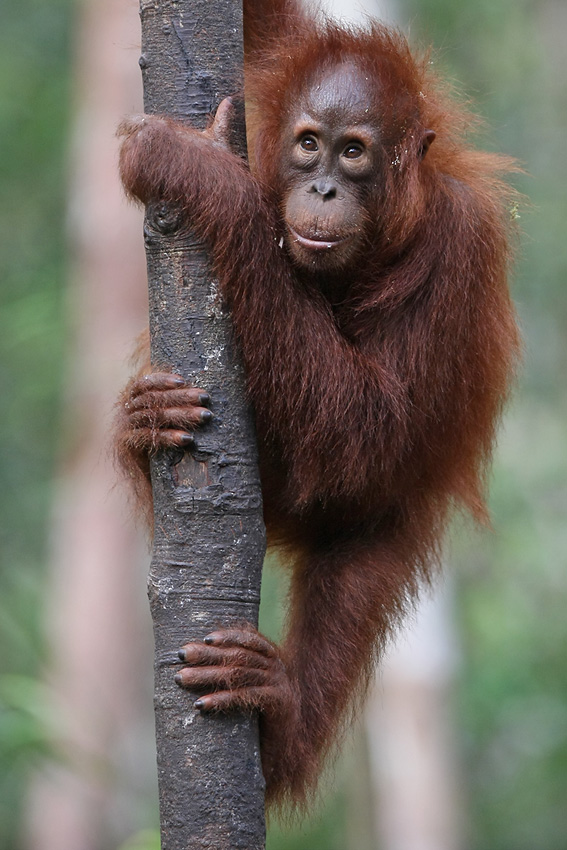11 06 14Borneo000571