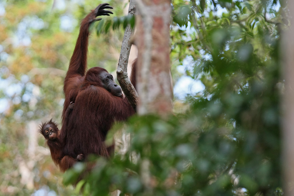 11 06 14Borneo000640
