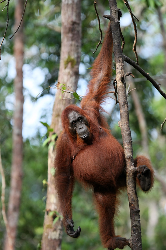 11 06 14Borneo000648