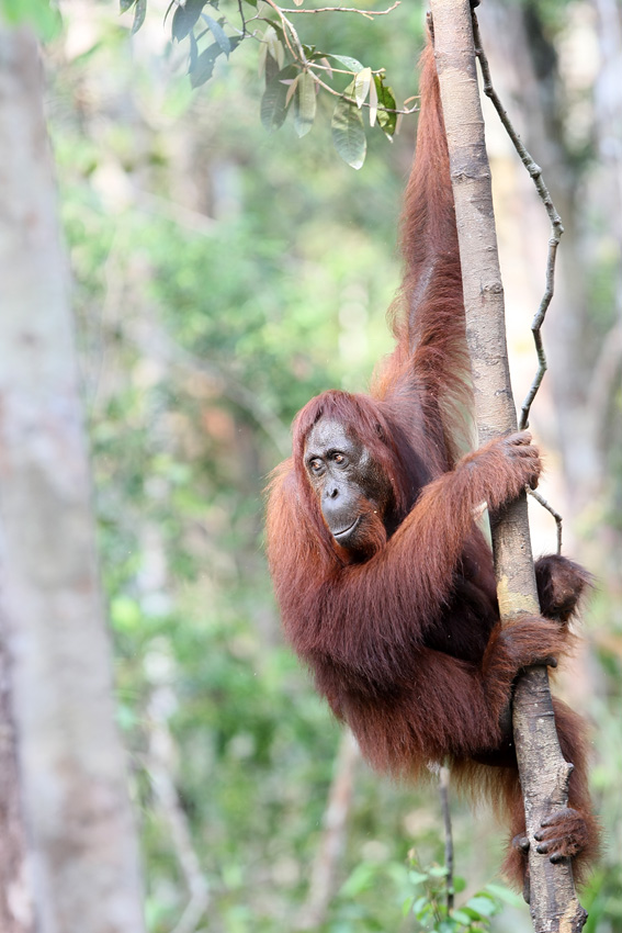 11 06 14Borneo000686