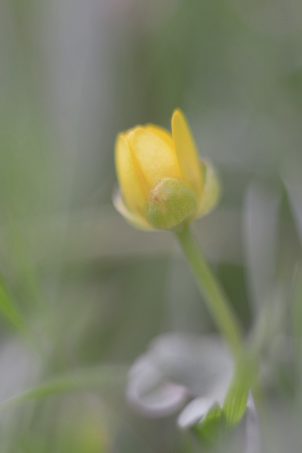 1112900blumen