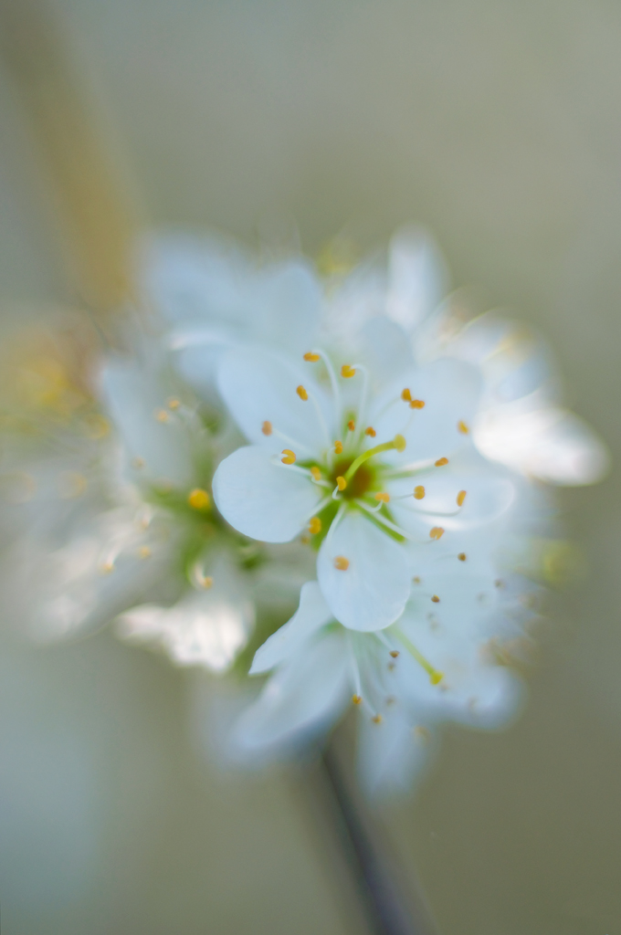 1121024blüten