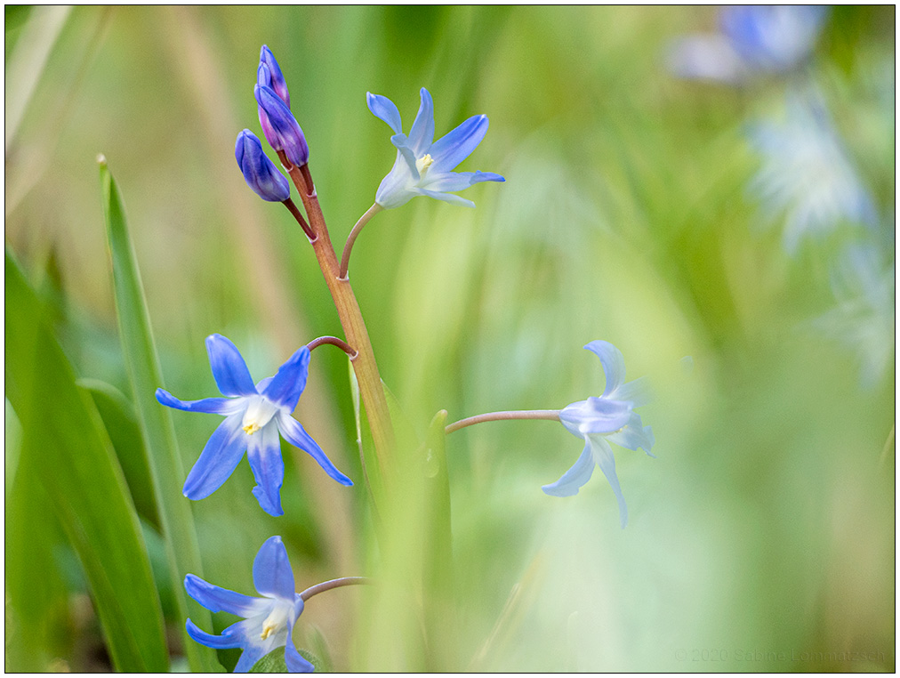 114 Frühling in der Bünte