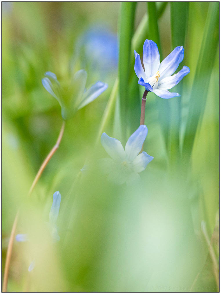 115 Frühling in der Bünte