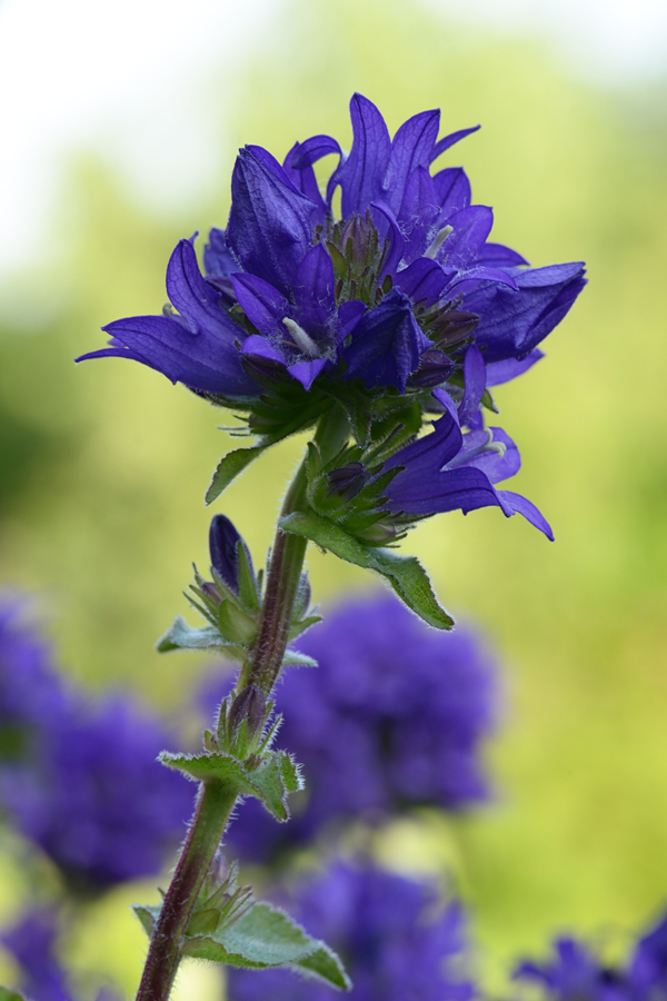 115900kaukasischeglockenblume