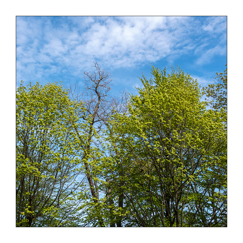 117/365 R.E.M. – Near Wild Heaven © 2026 Sabine Lommatzsch