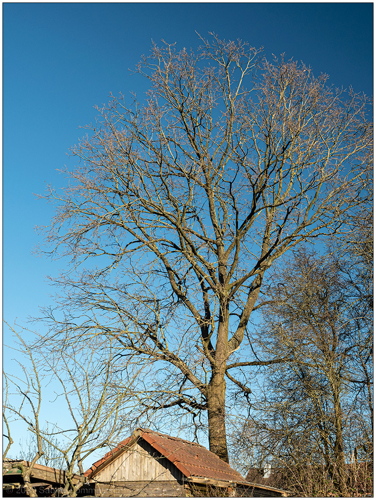 117 Baum mit blauem Himmel