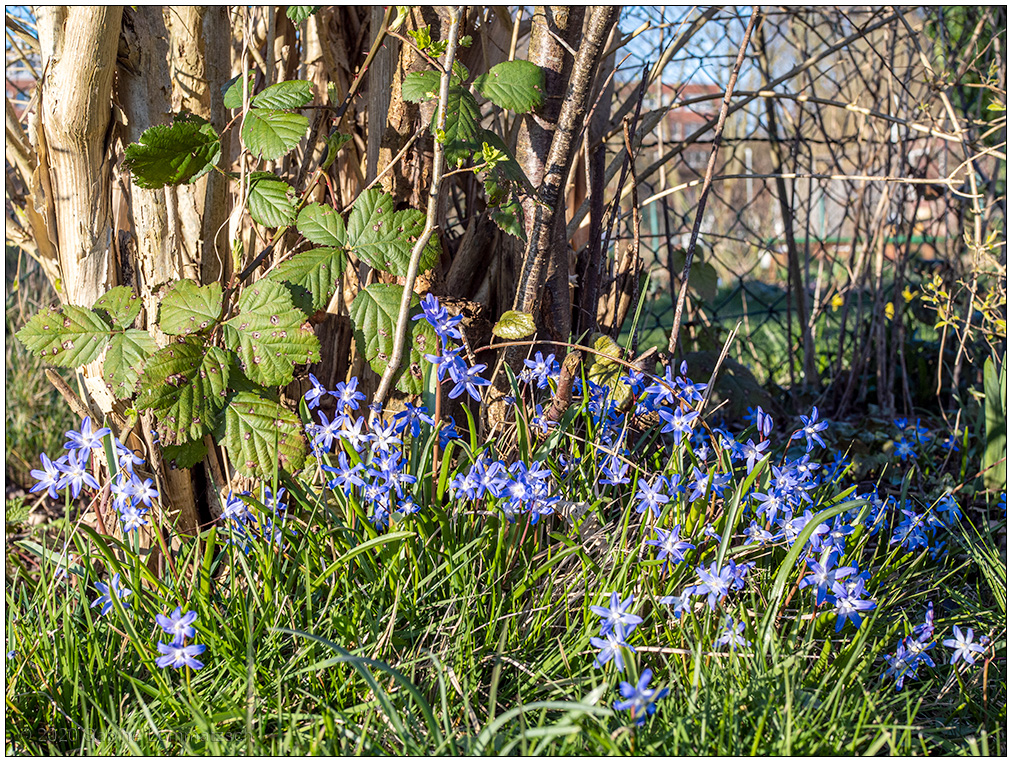 119 Im Schrebergarten - Blausterne