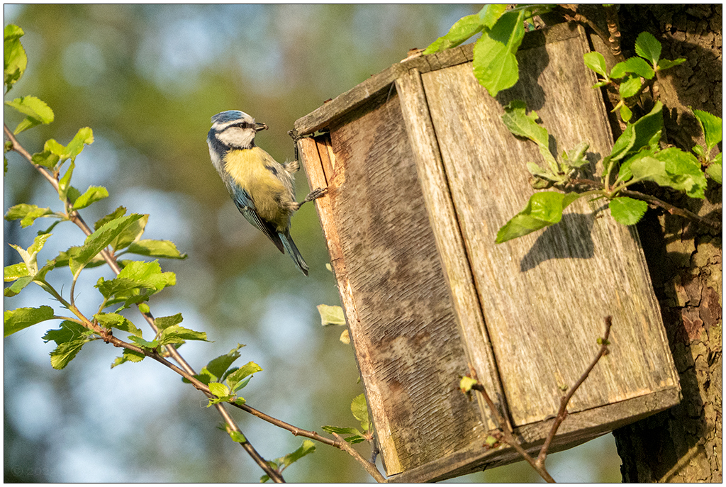 120 In der Bünte – Blaumeise am Vogelhäuschen