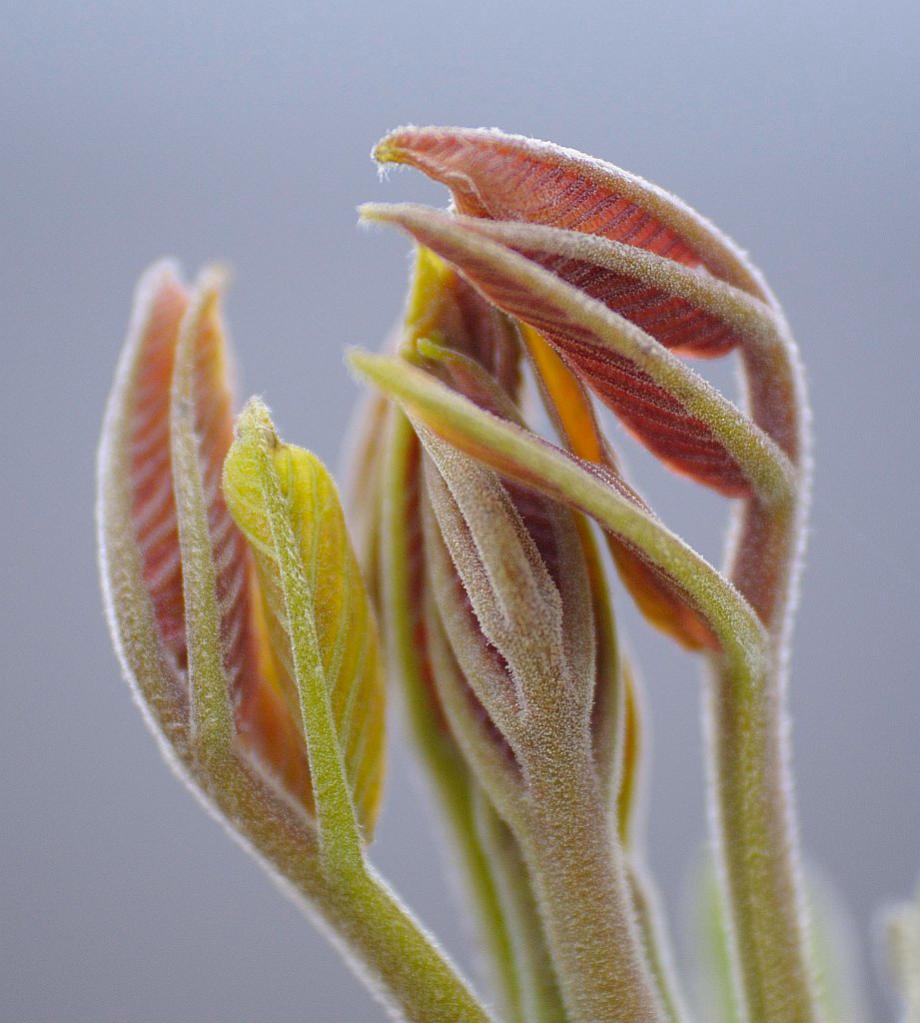 120331 Nussbaum 013 A
