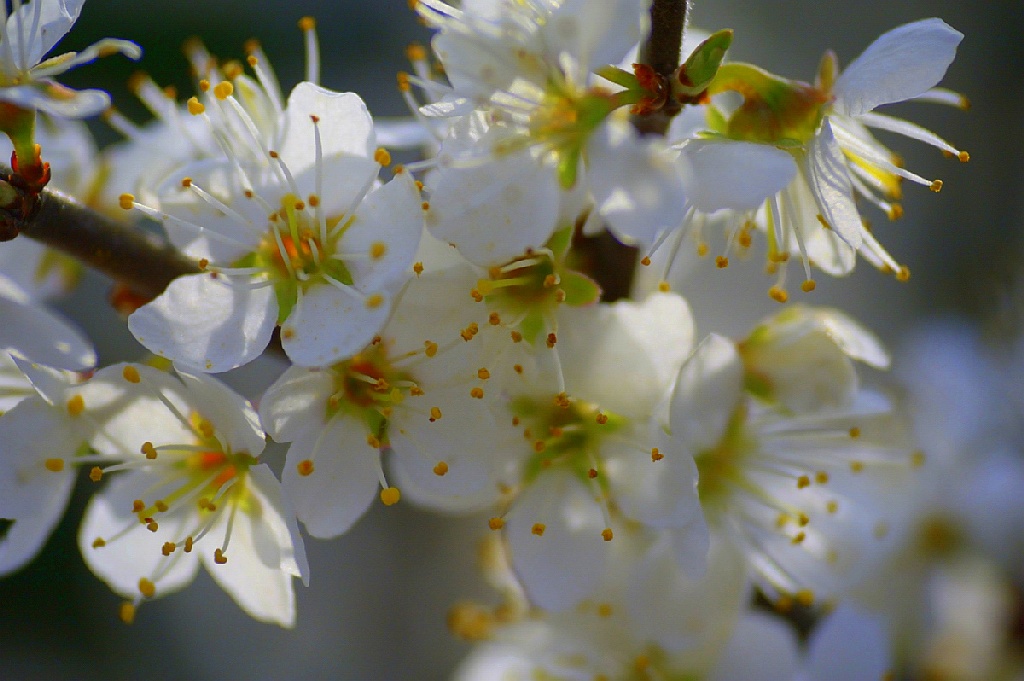 120407 Weissdorn 014 A