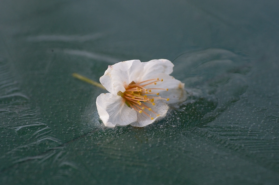 120417 01 Eisblüte