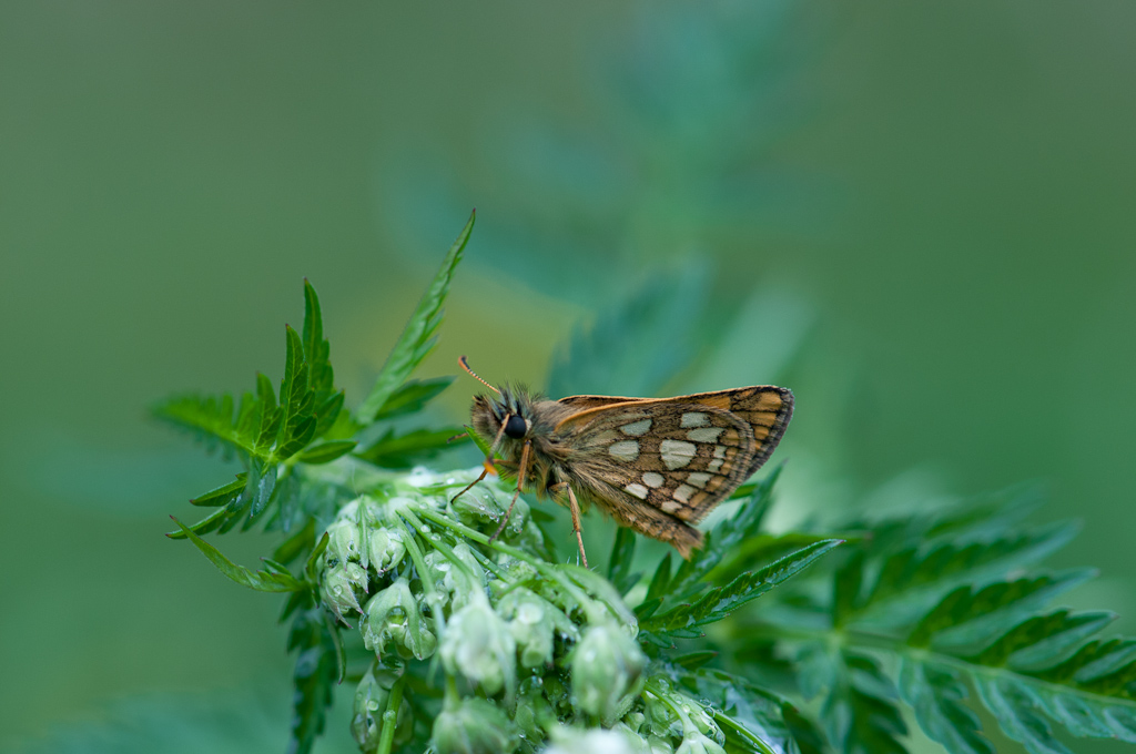 120511 Gelbwürfeliger Dickkopffalter 159