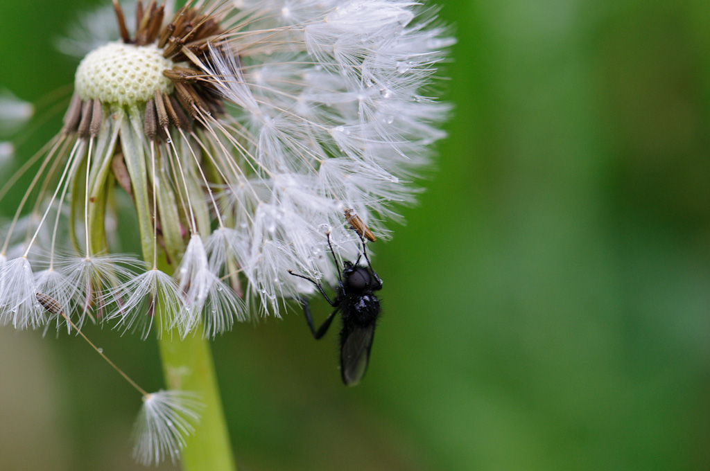 120511 schwarze Mücke 025