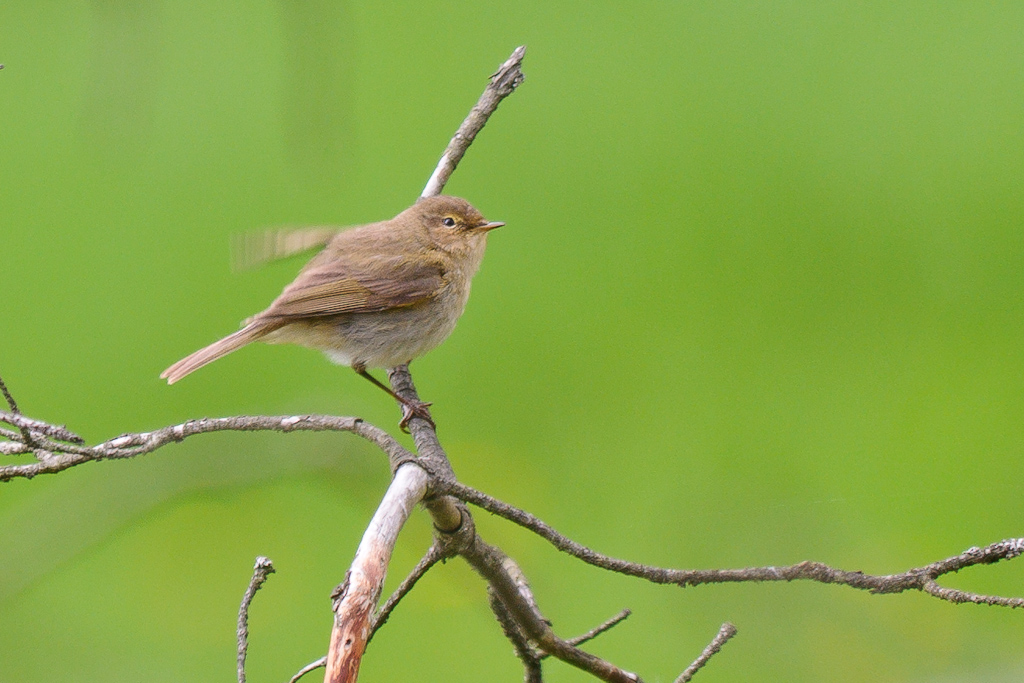 120512 Zilpzalp 066