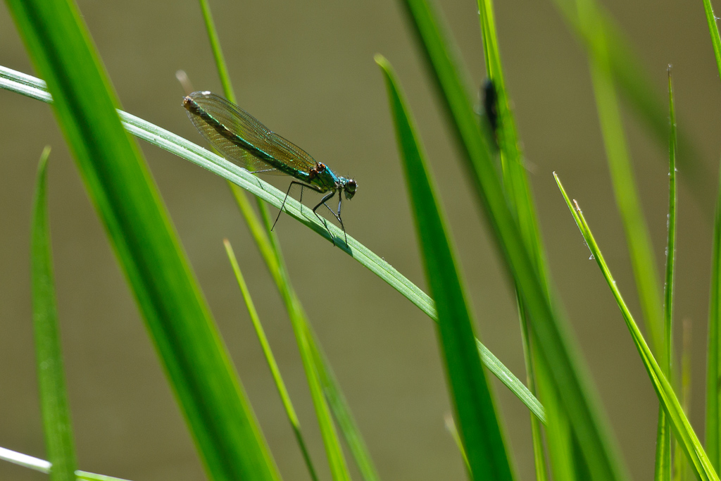 120526 Prachtlibelle 190
