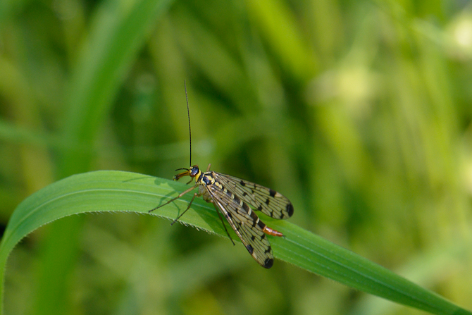 120526 Weibliche Skorpionsfliege 033