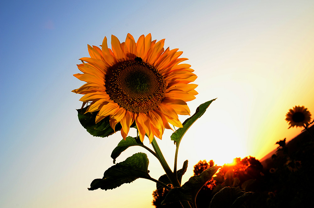 120723 vhs sonnenblumen012 anu