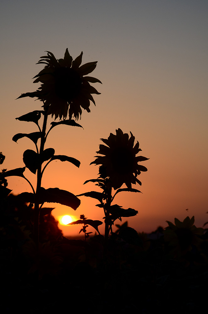 120723 vhs sonnenblumen016 anu