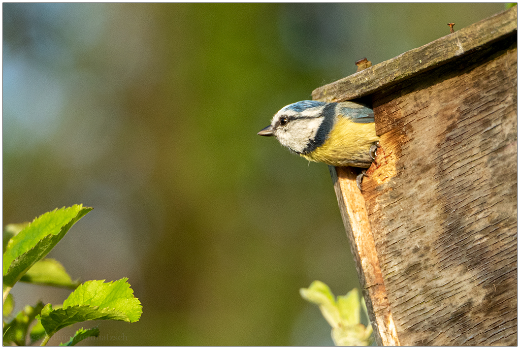 121 In der Bünte – Blaumeise vorm Abflug