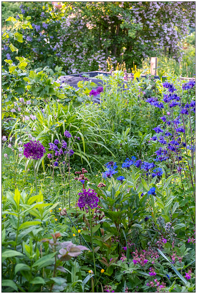 123 In der Bünte – Blumenmeer