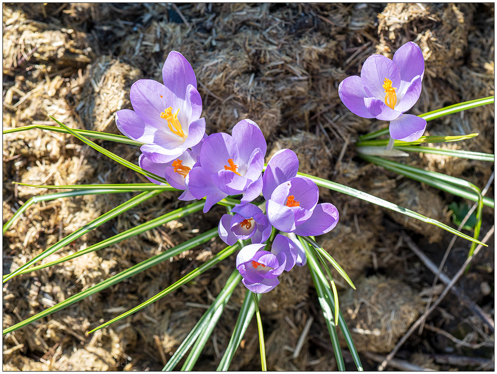 123 Krokus 1