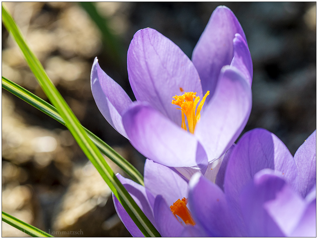 124 Krokus 2