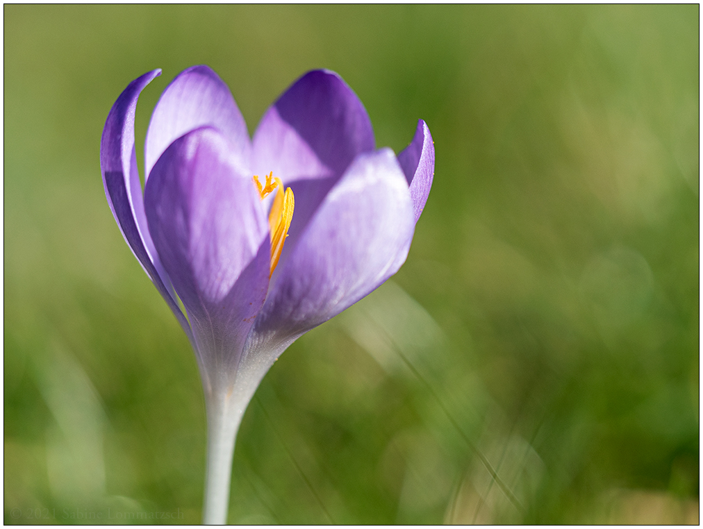 125 Krokus 3