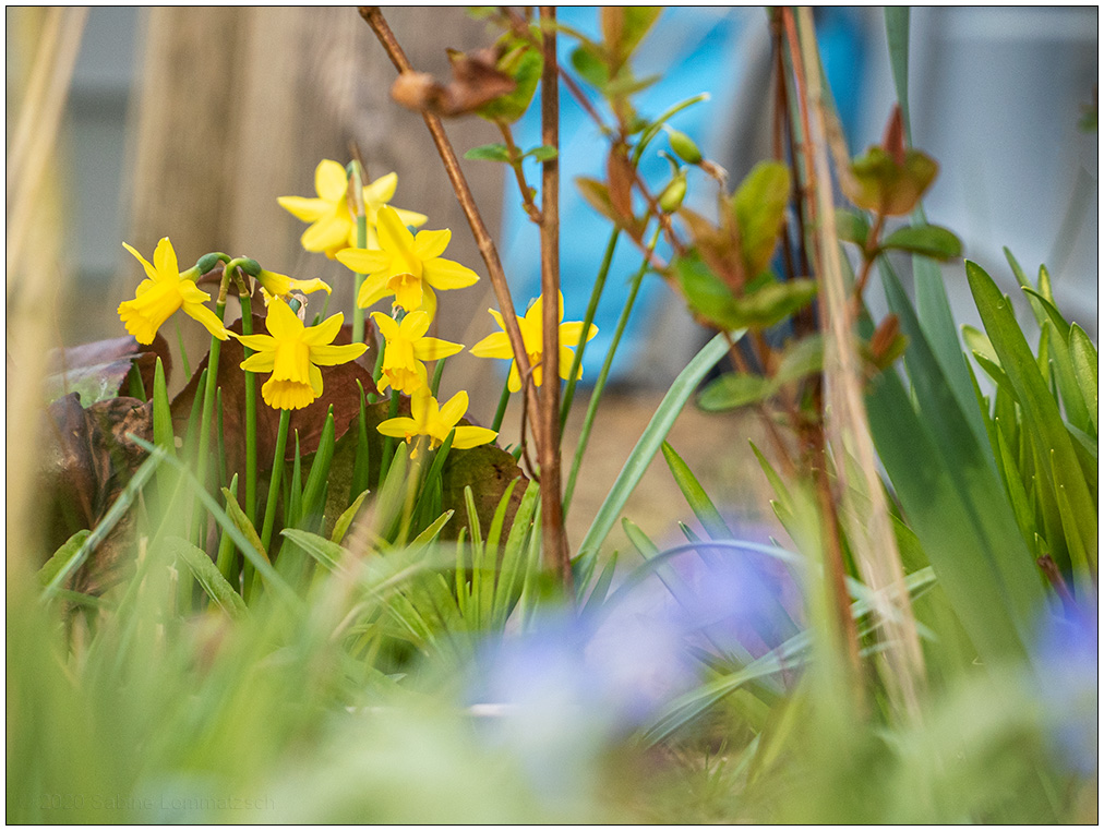 125 Narzissen im Schrebergarten