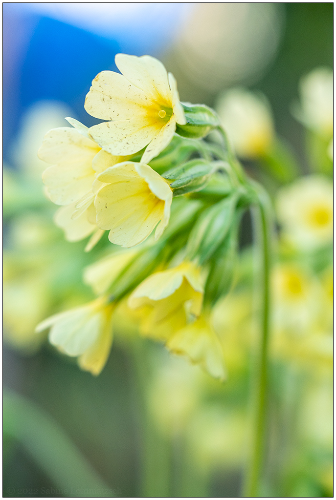 126 Frühling in der Bünte – Schlüsselblume