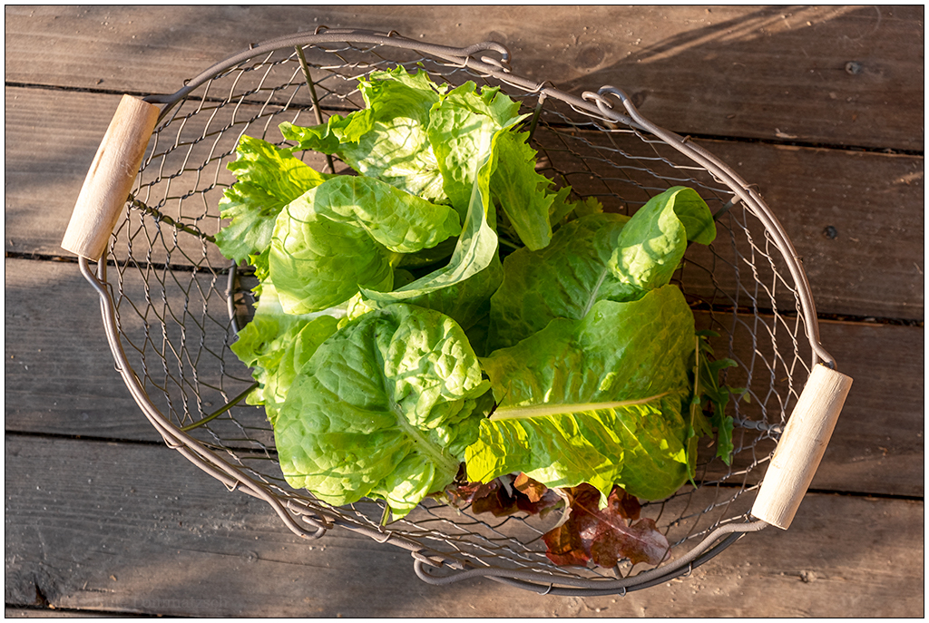 126 In der Bünte – Salat