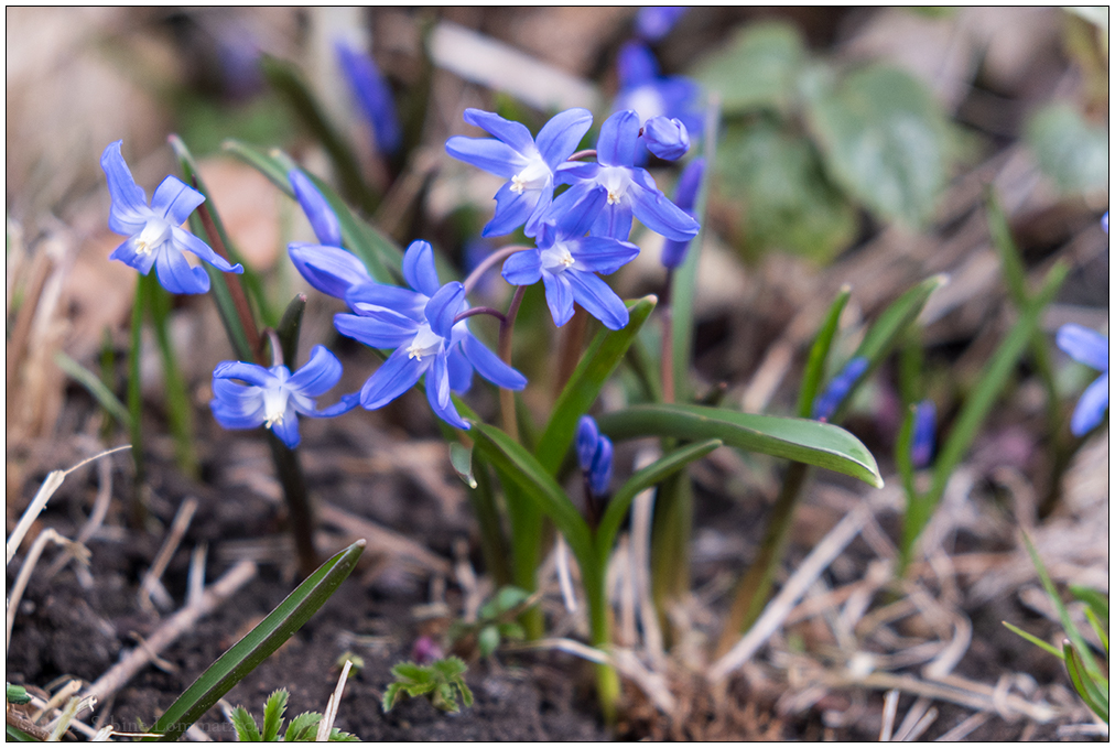 127 Frühling in der Bünte