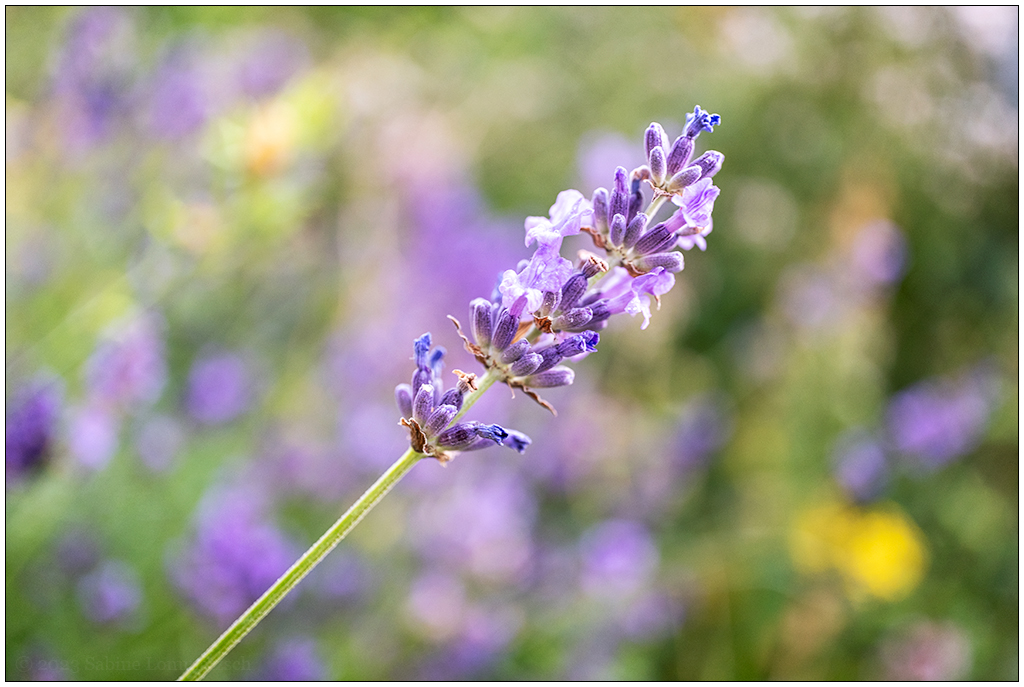 128 In der Bünte – Lavendel