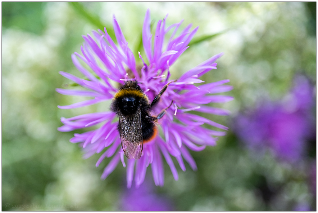 129 In der Bünte – Blüte mit Hummelbesuch
