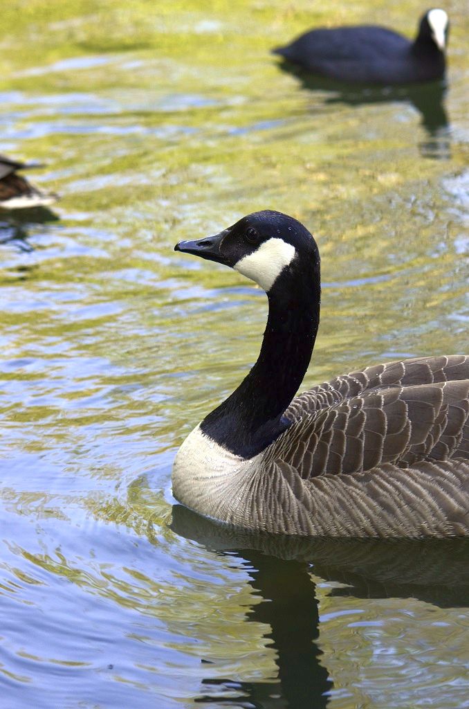 13 Canada Gans 4a 01 05