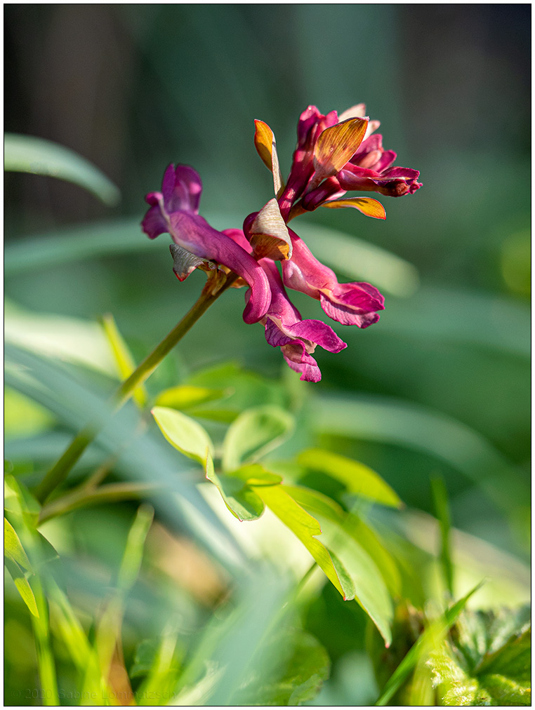 130 Blüte im Sonnenschein