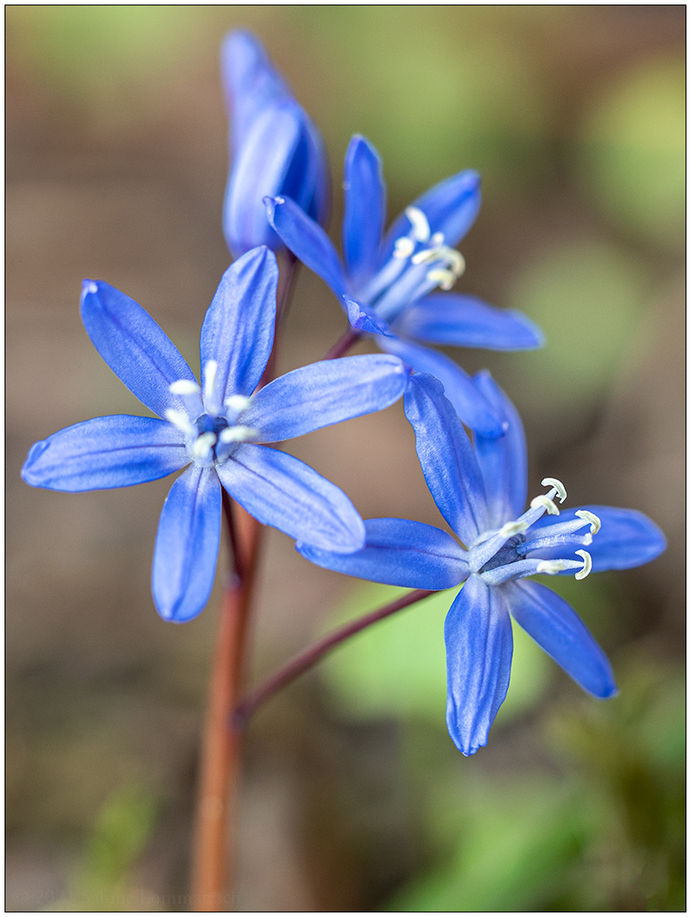 131 Blaue Blüte