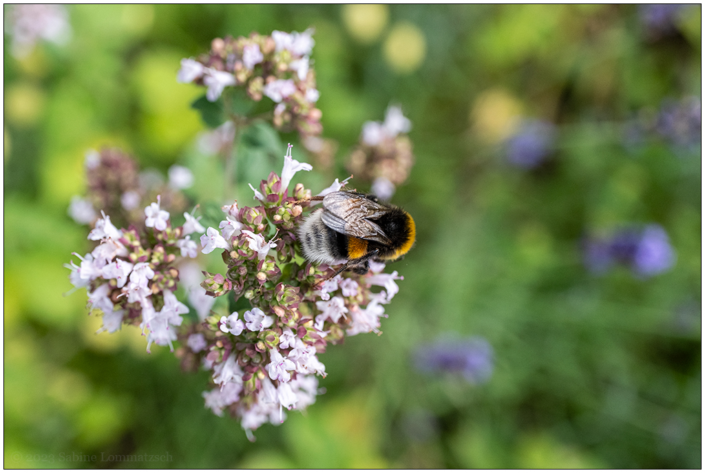 131 In der Bünte – Noch eine Blüte mit Hummelbesuch