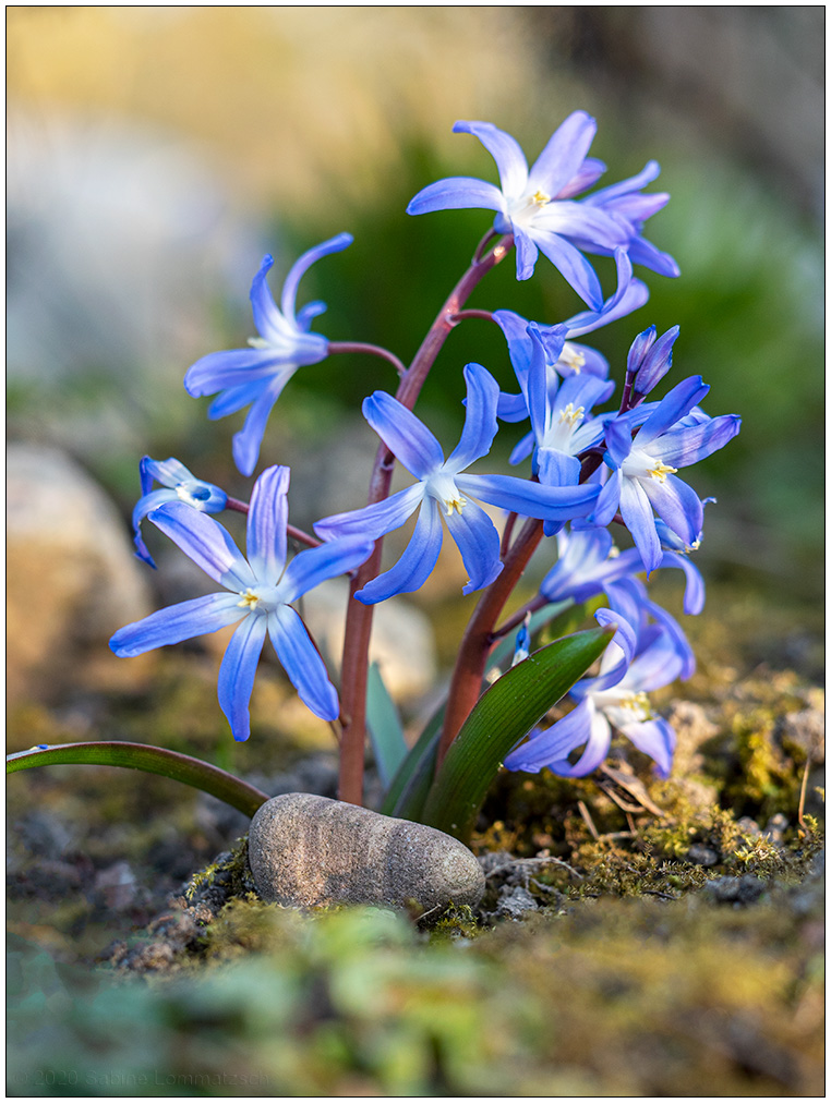 131 Nochmal Blaustern