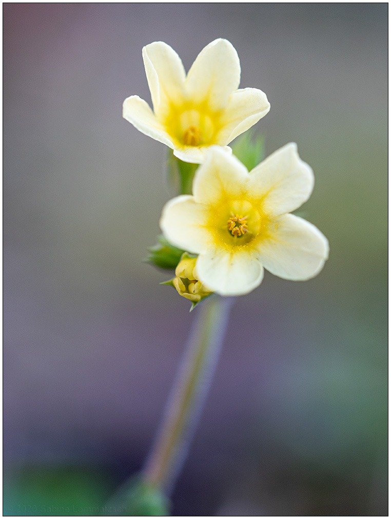 132 Schlüsselblume Makro