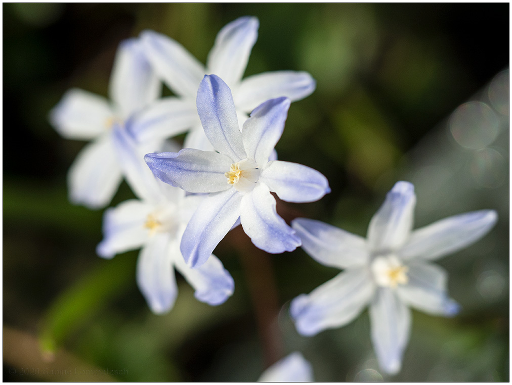 133 Zarte Blüten