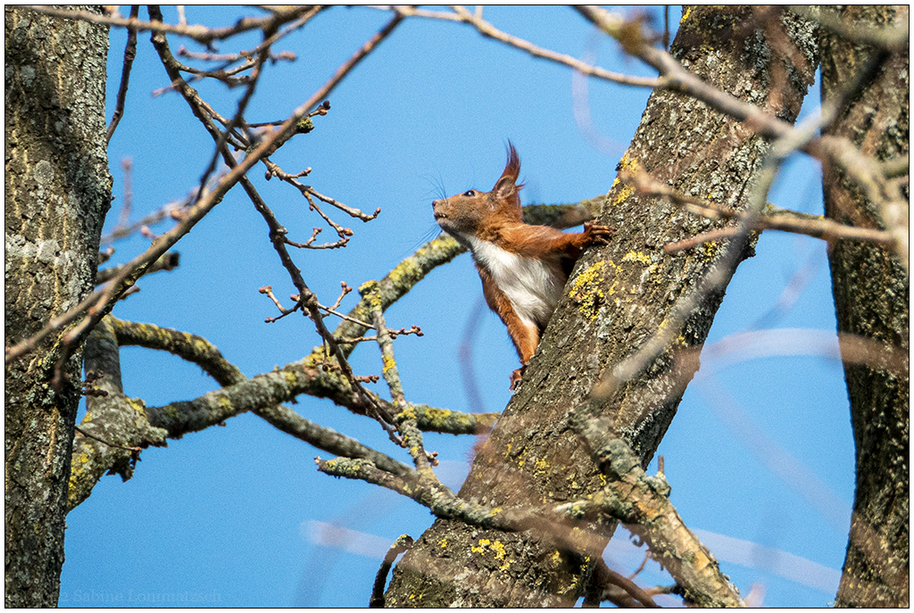 134 In der Bünte – Eichhörnchen I