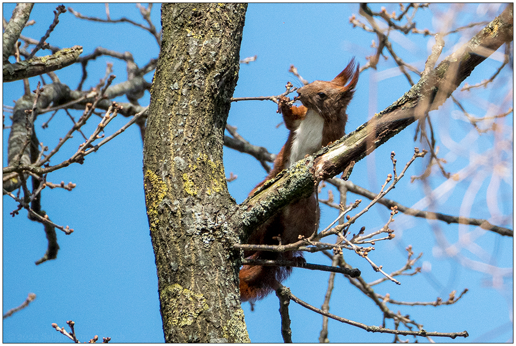 135 In der Bünte – Eichhörnchen II