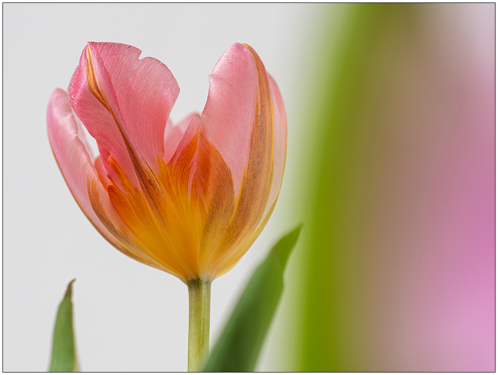 135 Tulpe