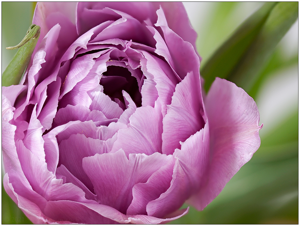 136 Tulpe again