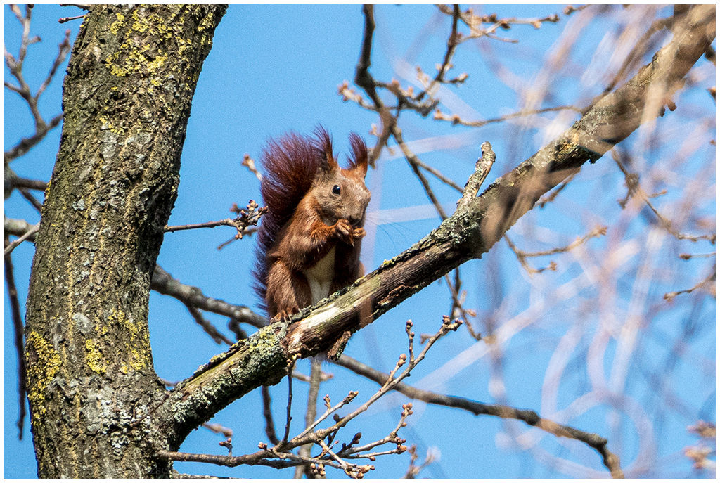 137 In der Bünte – Eichhörnchen IV