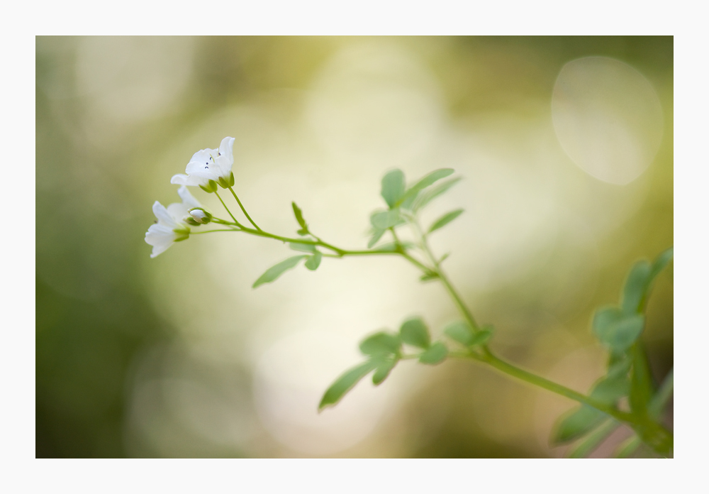 137900blumen090515r