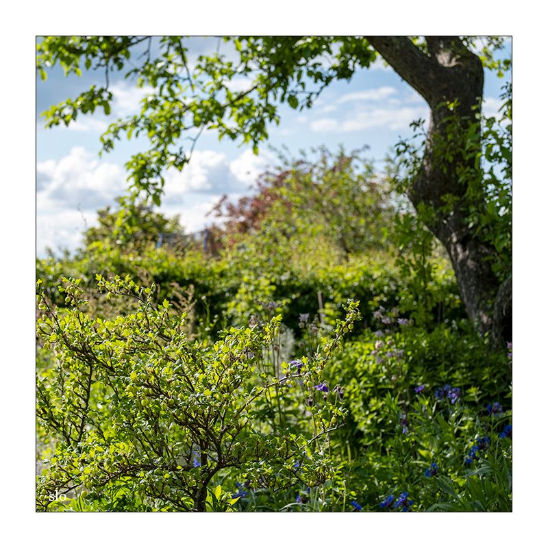 138/365 Sophie Auster – Let It Be Spring © 2025 Sabine Lommatzsch