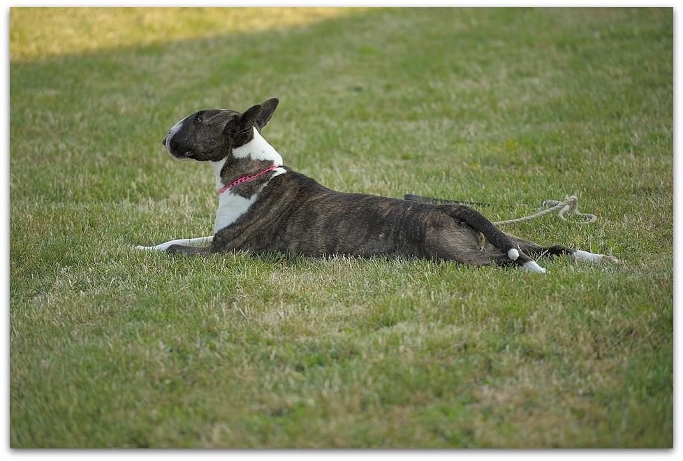 140702 HuPl 240,
Hundeplatz, 20140702
D700 70-200/2,8 II
